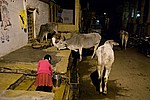 india-2008-239.jpg