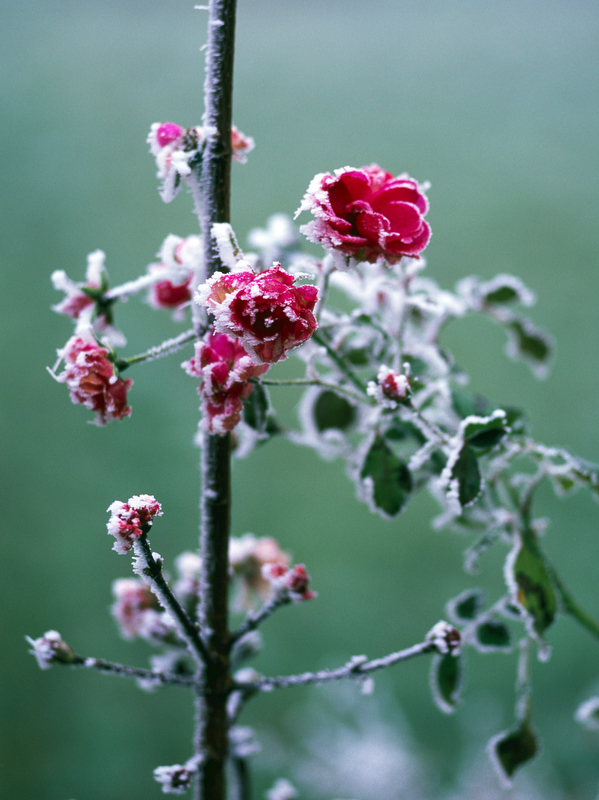 Frozen roses.