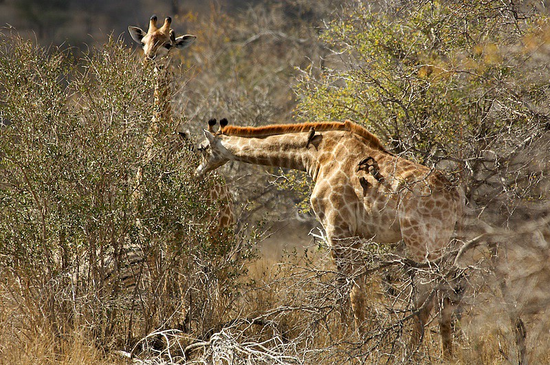 south-africa-2008-0493.jpg