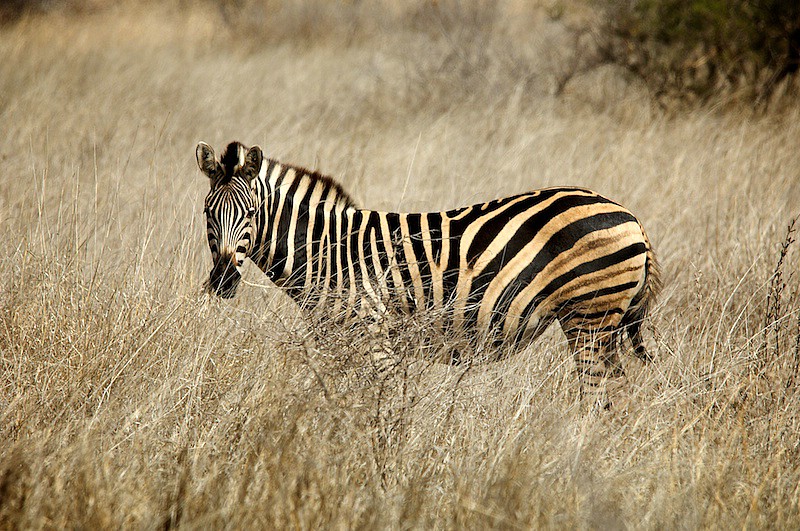 south-africa-2008-0520.jpg